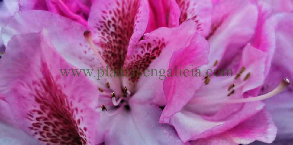 Detalle de las flores de un Rododendro de tonos rosas y blancos. Rhododendron Caucasicum Cosmopolitan.
