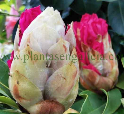 Capullos florales de un Rhododendron XXL Rosa. Un Rododendron de flores extragrandes.