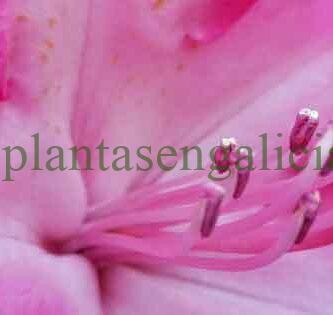 Rodhodendron XXL Rosa. Rododendro de flores extragrandes.