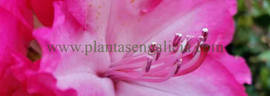 Rodhodendron XXL Rosa. Rododendro de flores extragrandes.