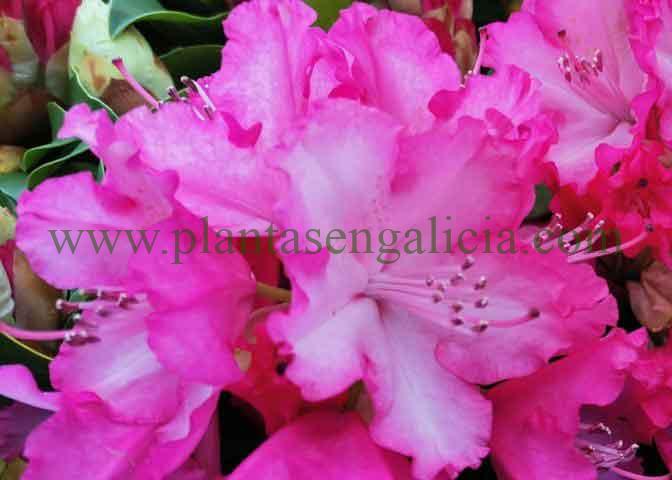 Rhododendron XXL Rosa. Las flores más grandes de un Rododendro.