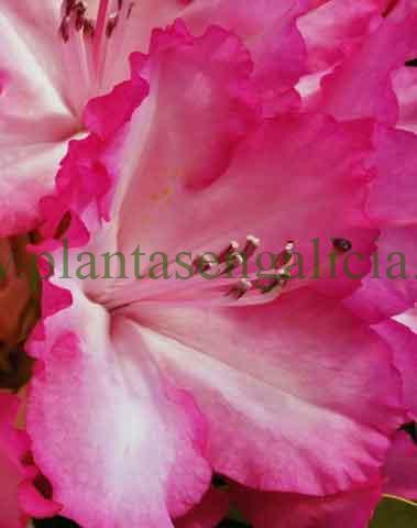 Detalle de la flor en tonos rosas y blancos de un Rhododendron XXL Rosa. Los Rododendros de flor extragrande.