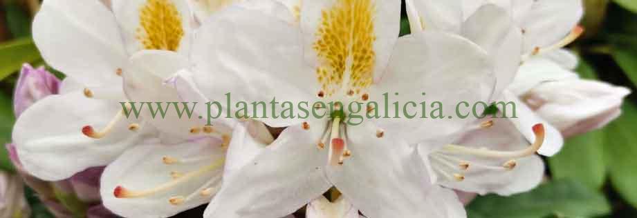 Rhododendron Madame Masson. Flores blancas con tonos amarillos de un Rododendro.