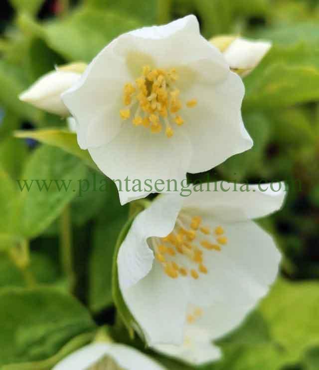 Philadelphus Coronarius. Flor blanca de una Celinda, popularmente conocida como Flor de Azahar.