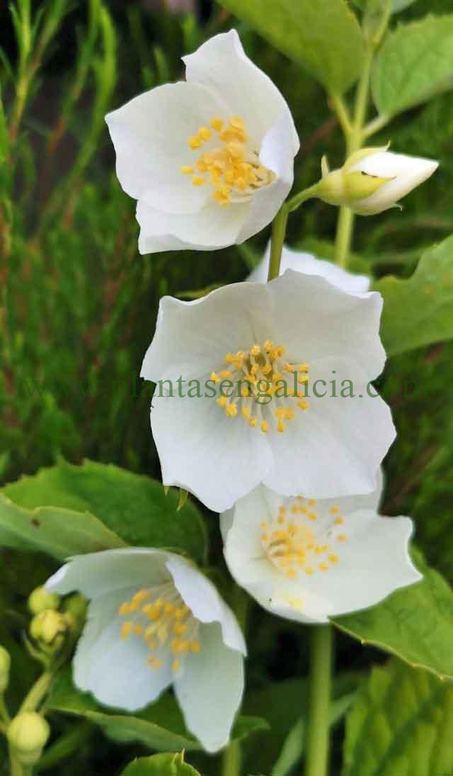 Ramillete de flores blancas de un Philadelphus Coronarius, Celinda o Flor de Azahar.
