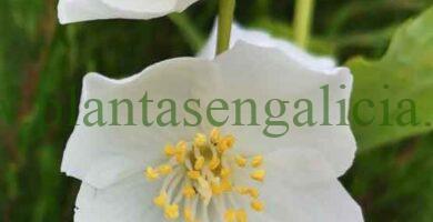 Philadelphus Coronarius o Celinda. Popularmente llamada Flor de Azahar.