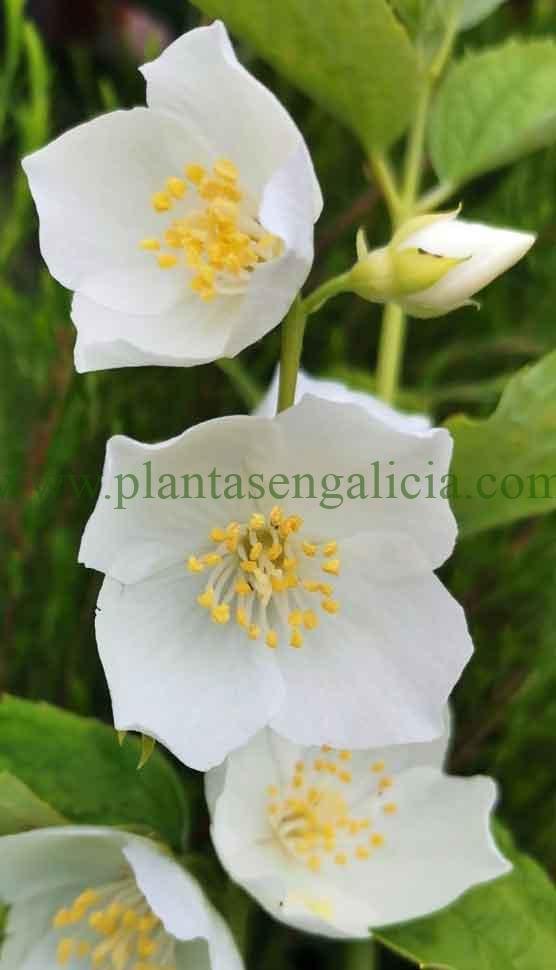 Philadelphus Coronarius o Celinda. Popularmente llamada Flor de Azahar.