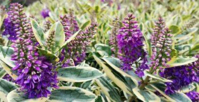 Flores de color lila de un Hebe Andersonii Variegata, también conocido como Verónica matizada.