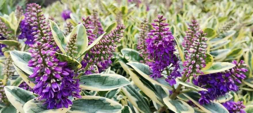 Flores de color lila de un Hebe Andersonii Variegata, también conocido como Verónica matizada.