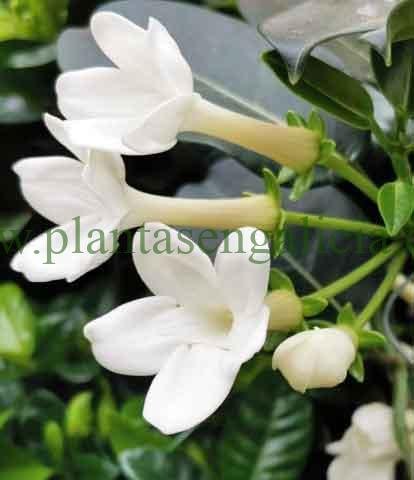 Stephanotis Floribunda o Jazmín de Madagascar.