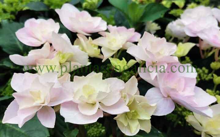 Hydrangea Fleurine Rosa. Hortensia tipo Teller de flores rosas.