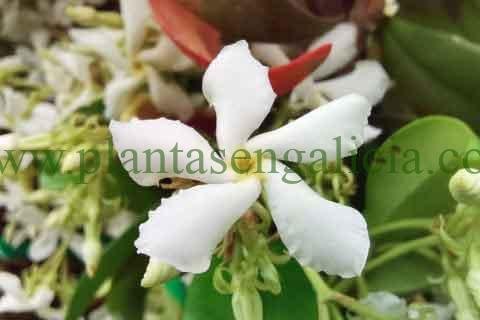 Trachelospermum Jasminoides o Jazmín estrellado.