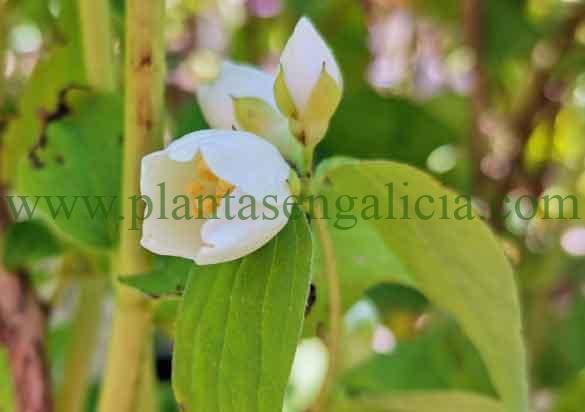 Pequeña flor abriéndose de un Philadelphus Coronarius o Celinda. Popularmente llamada Flor de Azahar.