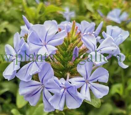 Plumbago Capensis, Jazmín Azul o Celestina. Las flores y sus capullos forman un ramo a medio abrir.