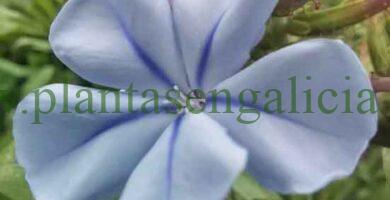 Plumbago Capensis, Jazmín Azul o Celestina.