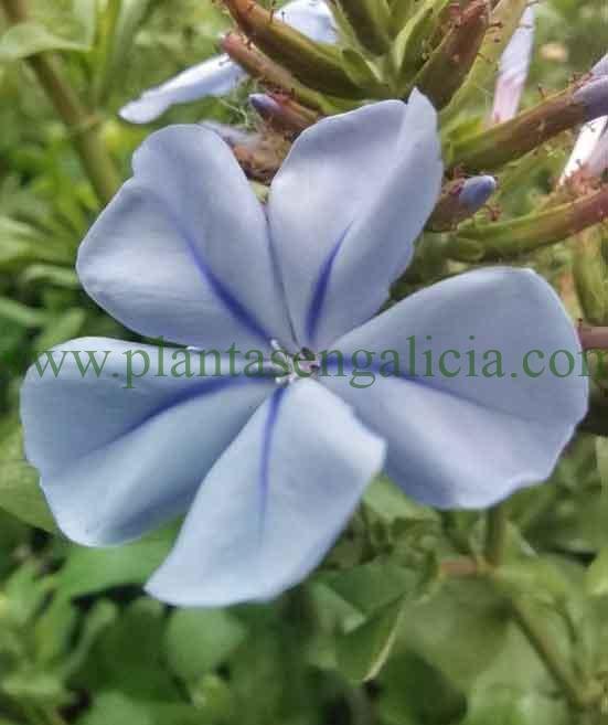 Plumbago Capensis, Jazmín Azul o Celestina.