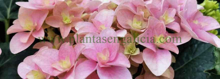 Hydrangea Florentina Pink. Flores de una Hortensia de color rosa suave.