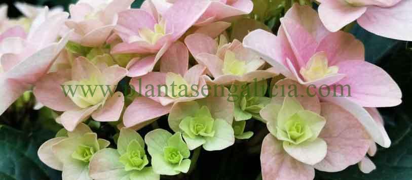 Flores de una Hortensia con colores que cambian de verde lima a rosa claro. Hydrangea Florentina Pink.