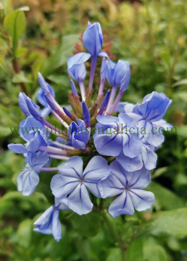 Ramillete de flores abriéndose de un Plumbago Capensis, Jazmín Azul o Celestina.