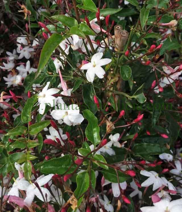 Flores blancas y capullos florales de color rosa de un Jasminum Polyanthum o Jazmín Chino.
