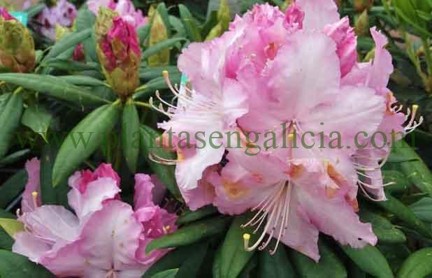 Rhododendron Mrs. Stirling. Flores de un Rododendro de color rosa suave.