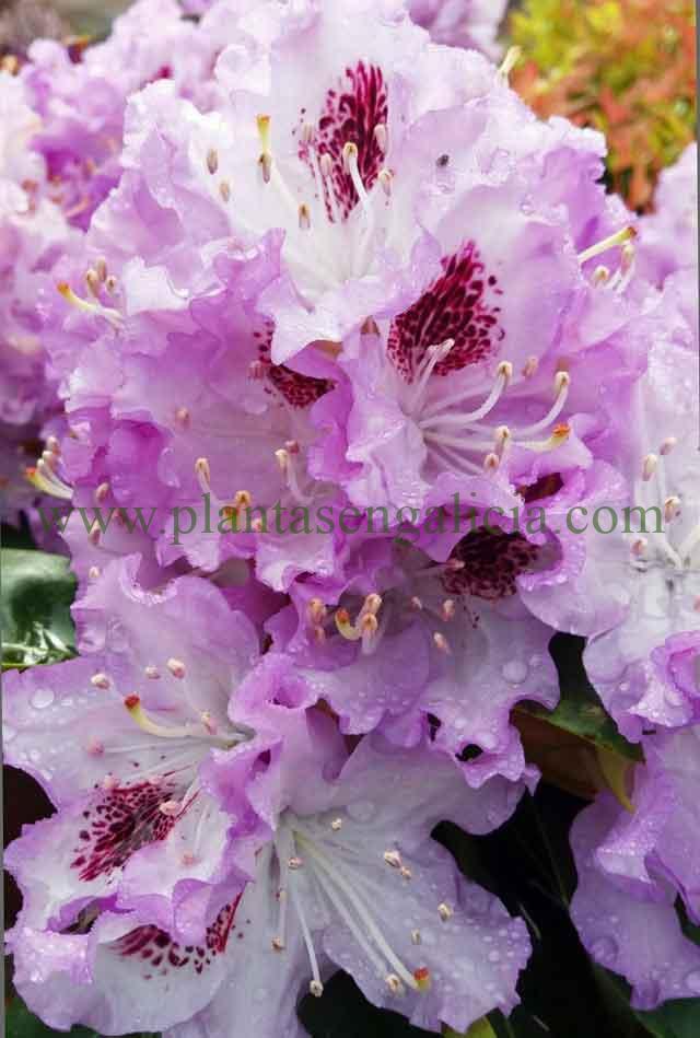Rhododendron Blue Peter. Flores con tonalidades lilar y rojizas de un Rododendro.