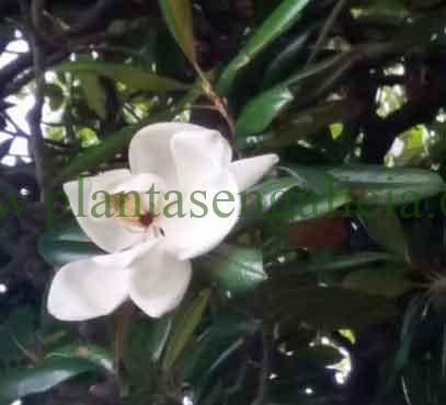 Flor de un Magnolio (Magnolia Grandiflora) en el Jardín de los Cantones, A Coruña, Galicia.
