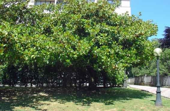 Magnolio de hoja perenne (Magnoliaceae).