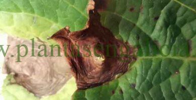 Tizón provocado por el hongo Alternaria en las hojas de una Hortensia.