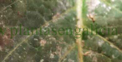 Oidio en Hortensias.