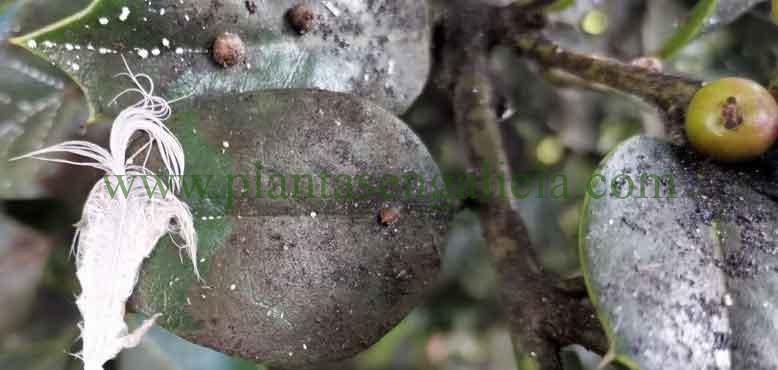Negrilla en las hojas de un Ilex o Acebo.
