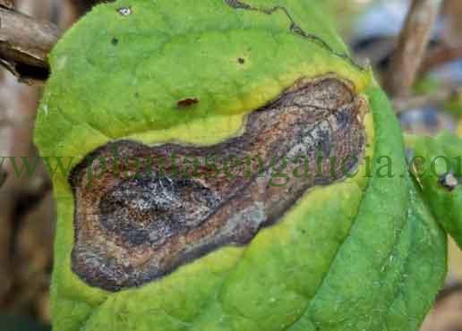 Tizón provocado por el hongo Alternaria en una Hortensia trepadora (Hydrangea Anomala).