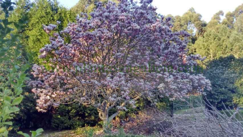 Magnolia Soulangeana (Magnolia de hoja caduca) en Mera, A Coruña, Galicia.