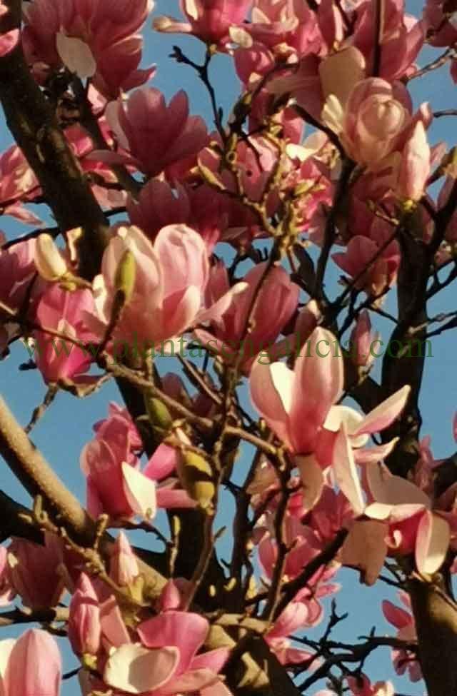 Magnolia de hoja caduca (Magnolia Soulangeana) en Monasterio de Caaveiro, A Coruña, Galicia.