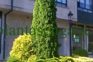 Composición de Coníferas en Padrón, A Coruña, Galicia.