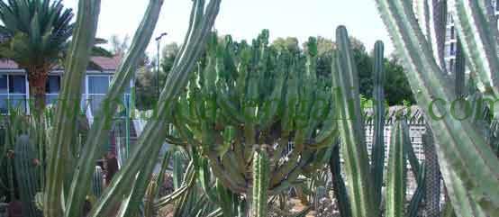 Cactus en Maspalomas, Las Palmas de Gran Canaria.