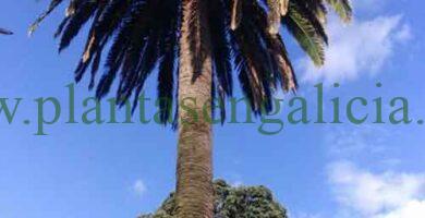 Palmera en el Parque de Curros Enríquez, A Coruña, 15002, Galicia.