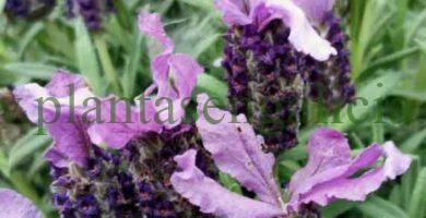 Lavanda Mariposa (Lavandula Stoechas).