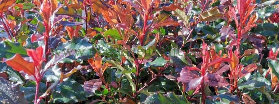 Photinia Magical Volcano. Arbusto de cierre con color rojo intenso.