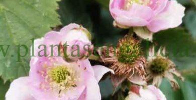 Flores de una Zarzamora sin espinas.