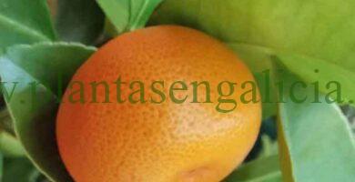 Calamondín enano, un cítrico muy decorativo.