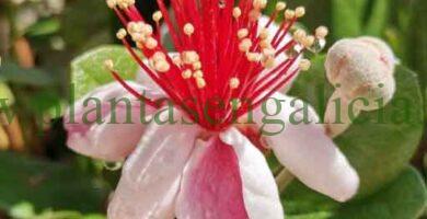 Feijoa (Acca Sellowiana). Frutal tropical y arbusto decorativo.