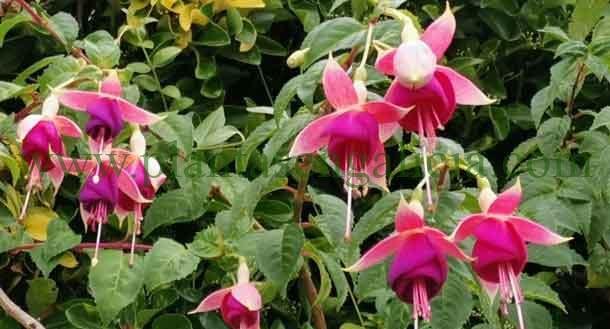 Arbusto de Fuchsias o Pendientes de la Reina en A Coruña, Galicia.