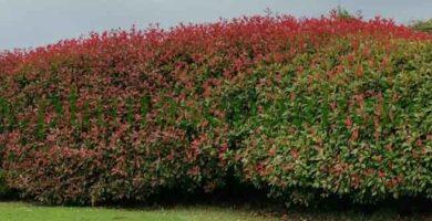 Photinia formando un muro vegetal en el Monte San Pedro, A Coruña, Galicia.