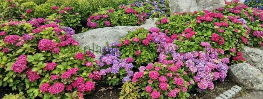 Hortensia (Hydrangea Macrophylla) formando un parterre de colores.