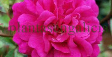 Rosal The Fairy Damsel.