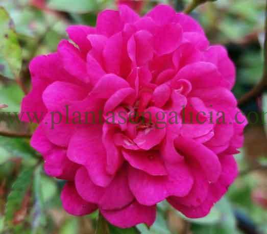 Rosal The Fairy Damsel.