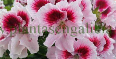 Geranio Pensamiento en un balcón de Vigo, Pontevedra, Galicia.