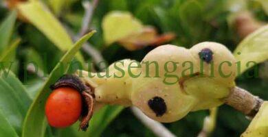 Semillas de una Magnolia de hoja caduca (Magnolia Soulangeana).