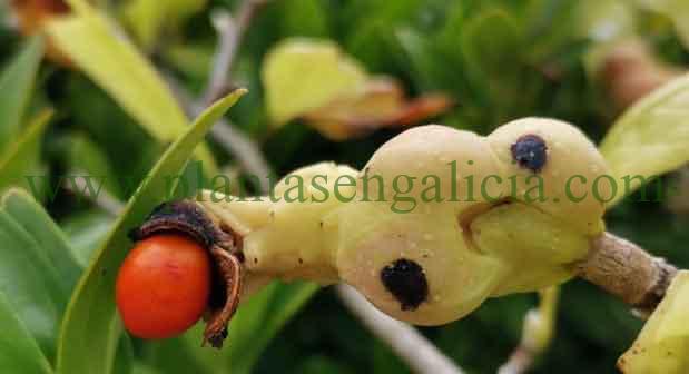 Semillas de una Magnolia de hoja caduca (Magnolia Soulangeana).